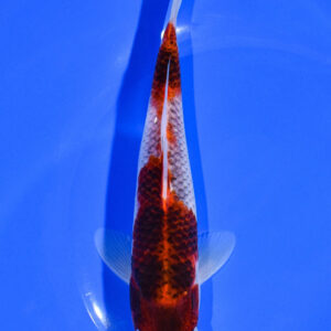 7.25" GOROMO