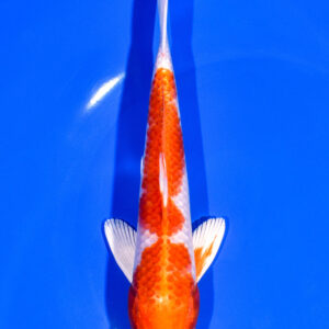 7.25" HARIWAKE
