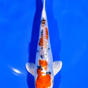 7.25" HEISEI NISHIKI