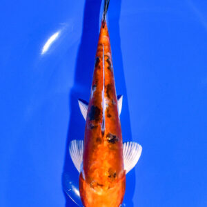 7.25" HEISEI NISHIKI