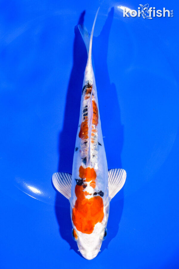 7.25" HEISEI NISHIKI