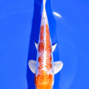 7.25" KIKUSUI