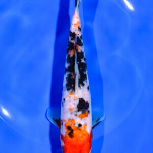 7.25" SANKE