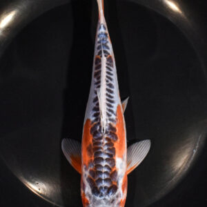 7.25" SHUSUI