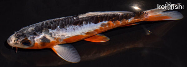 7.25" SHUSUI