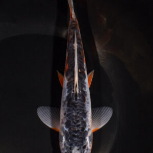 7.25" SHUSUI