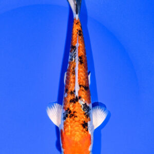 7.25" YAMATO NISHIKI