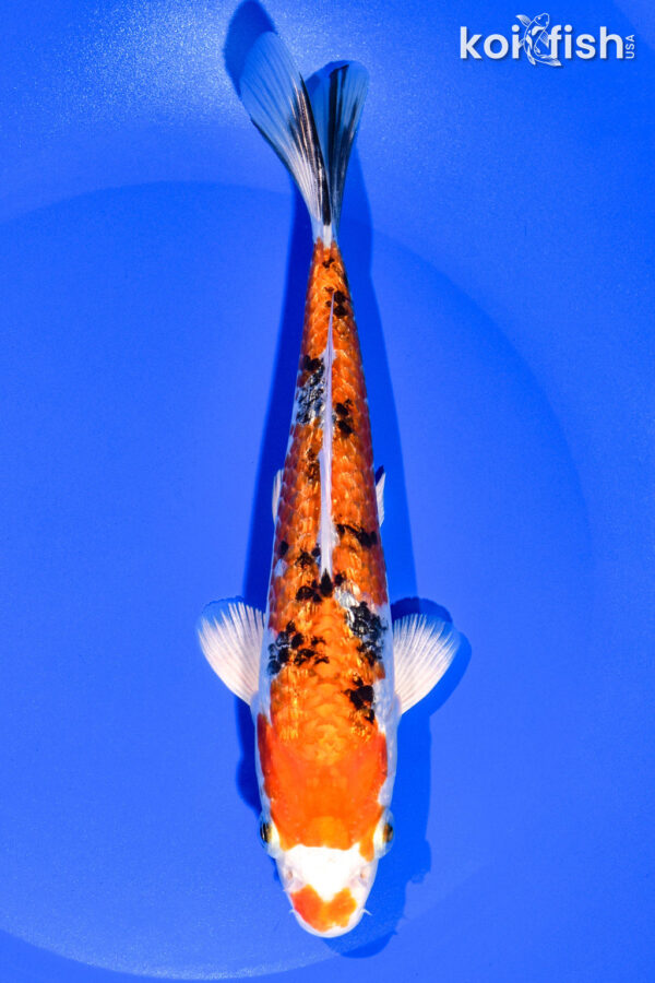 7.25" YAMATO NISHIKI