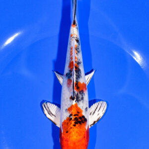 7.25" YAMATO NISHIKI