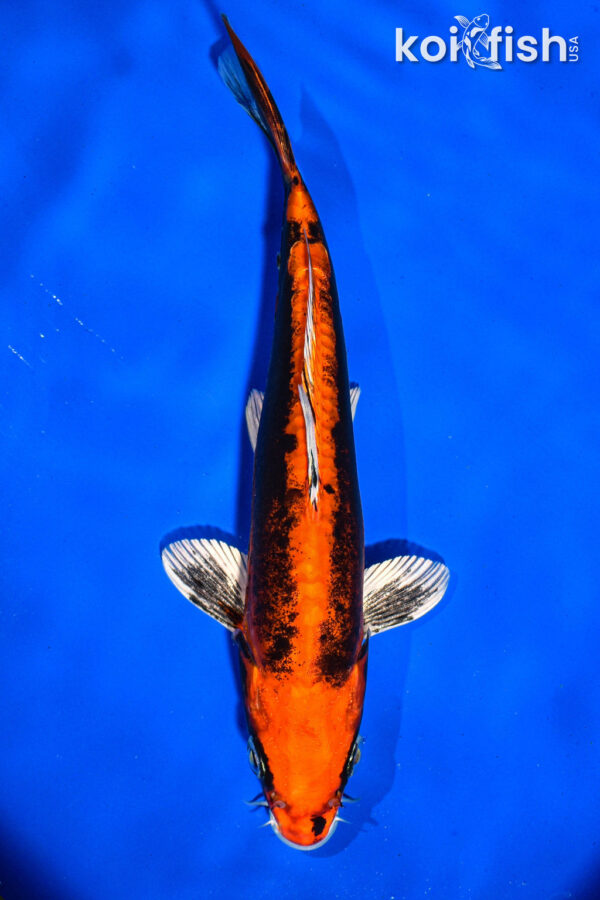 7.5" BENI KIKOKURYU