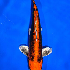 7.5" BENI KIKOKURYU FOR SALE