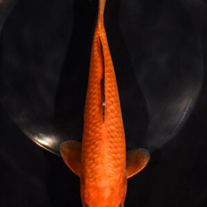7.5" CHAGOI