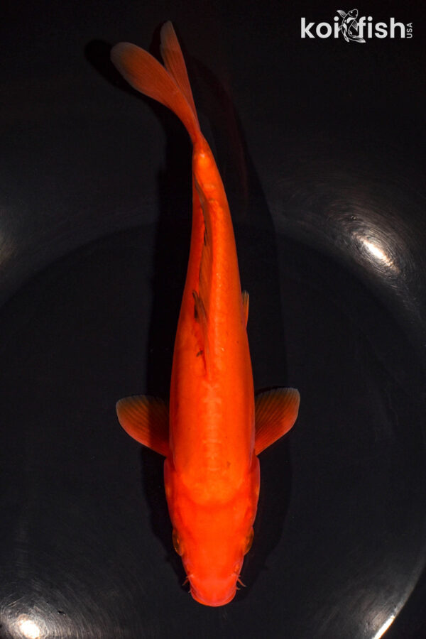 7.5" DOITSU CHAGOI
