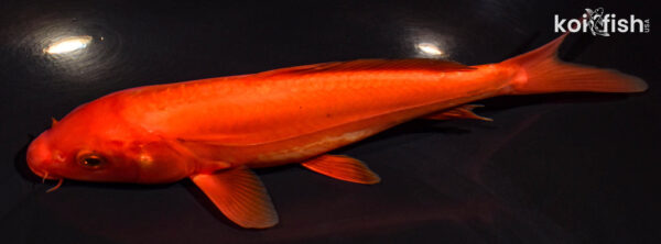 7.5" DOITSU CHAGOI