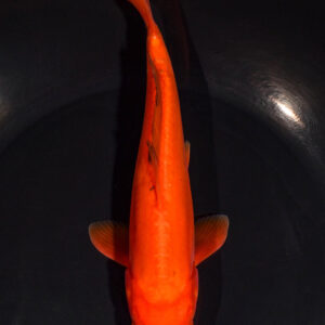 7.5" DOITSU CHAGOI