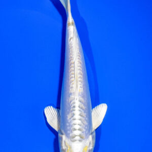 7.5" DOITSU HARIWAKE