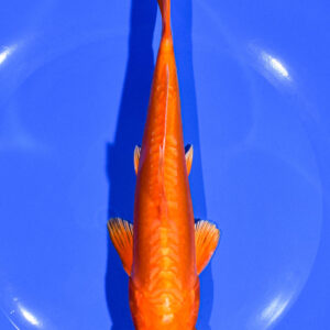 7.5" DOITSU ORENJI OGON