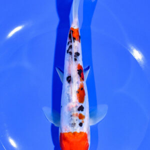 7.5" DOITSU SANKE