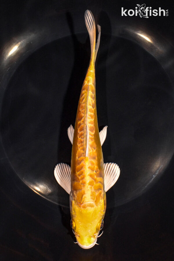 7.5" DOITSU YAMABUKI OGON