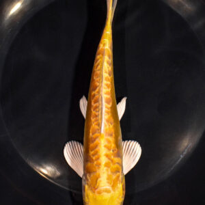 7.5" DOITSU YAMABUKI OGON