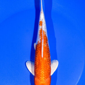7.5" GINRIN HARIWAKE