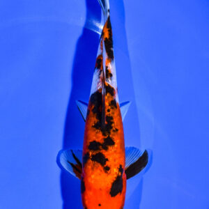 7.5" GINRIN SANKE