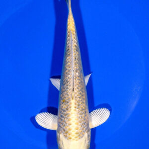 7.5" GINRIN YAMABUKI OGON