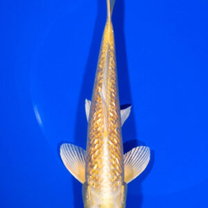 7.5" GINRIN YAMABUKI OGON