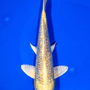 7.5" GINRIN YAMABUKI OGON