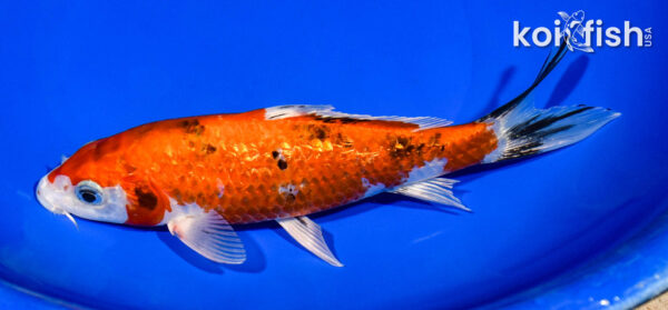 7.5" GINRIN YAMATO NISHIKI
