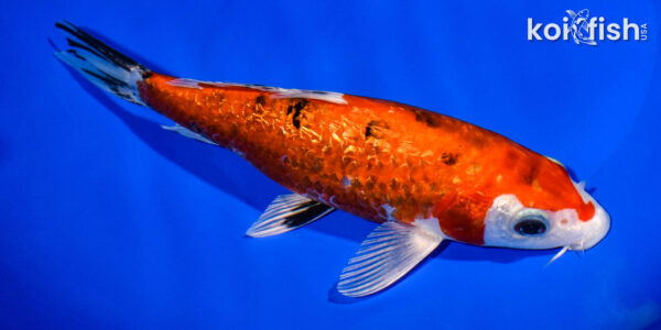 7.5" GINRIN YAMATO NISHIKI