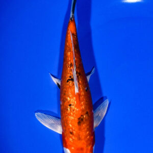 7.5" GINRIN YAMATO NISHIKI