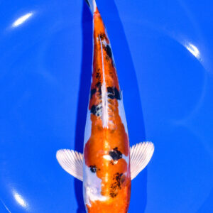 7.5" HEISEI NISHIKI