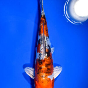 7.5" HEISEI NISHIKI