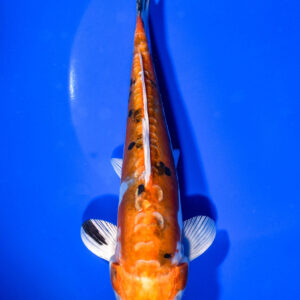 7.5" HEISEI NISHIKI