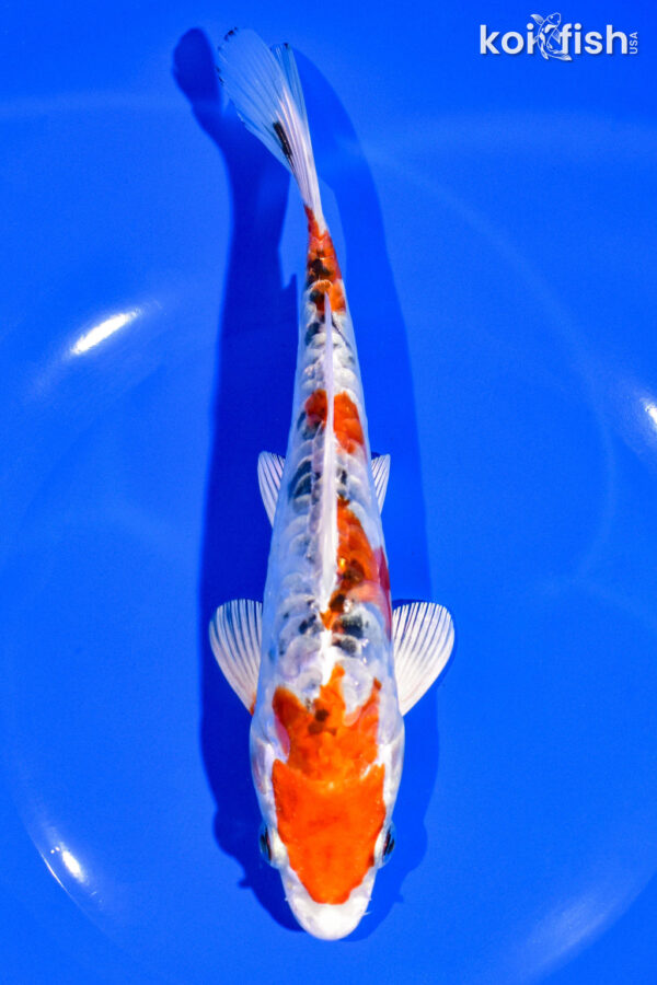 7.5" HEISEI NISHIKI
