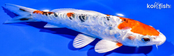 7.5" HEISEI NISHIKI