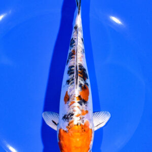 7.5" HEISEI NISHIKI