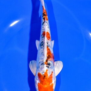7.5" HEISEI NISHIKI