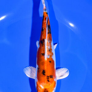 7.5" HEISEI NISHIKI