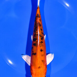 7.5" HEISEI NISHIKI