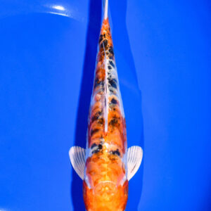 7.5" HEISEI NISHIKI