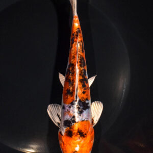 7.5" HEISEI NISHIKI