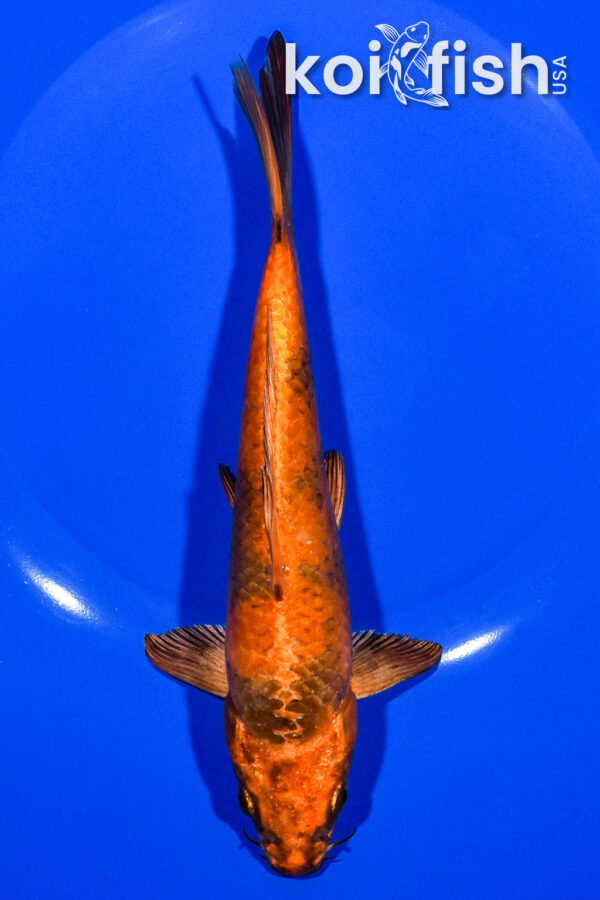 7.5" KIN HI UTSURI
