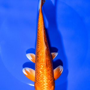 7.5" ORENJI OGON