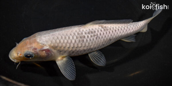 7.5" SORAGOI