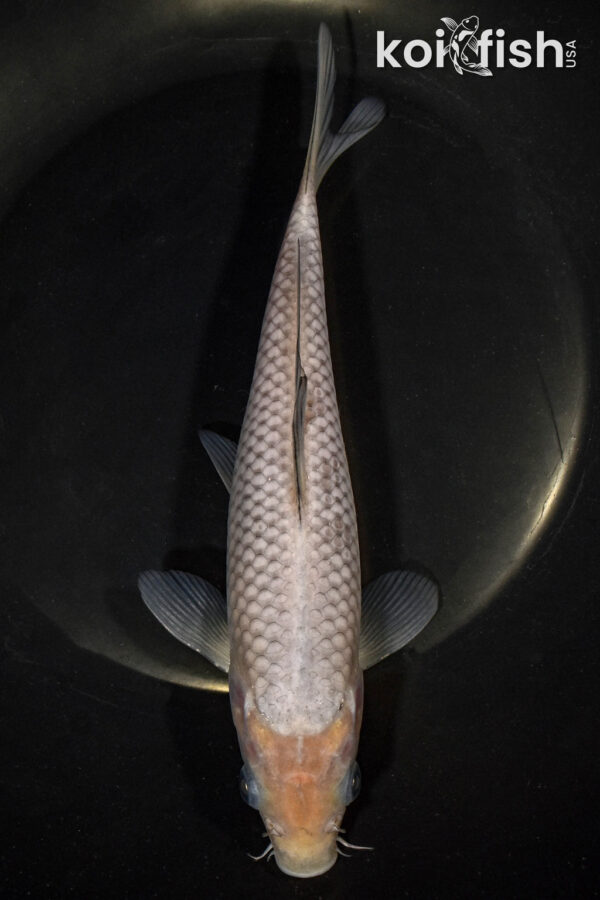 7.5" SORAGOI