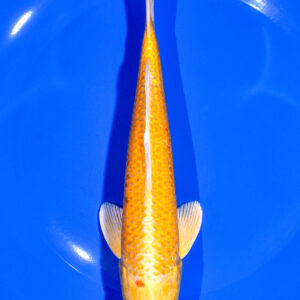 7.5" YAMABUKI OGON