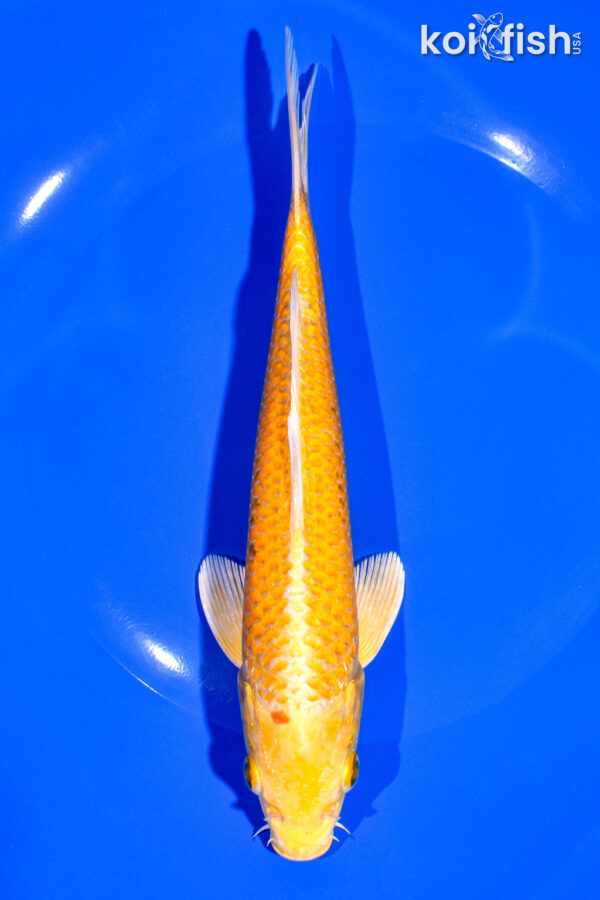 7.5" YAMABUKI OGON