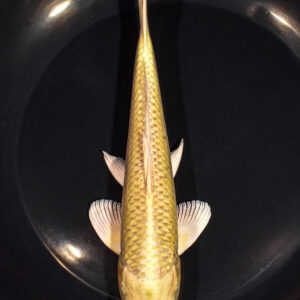 7.5" YAMABUKI OGON